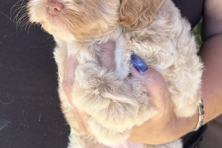 Maltipoo