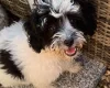 Maltipoo