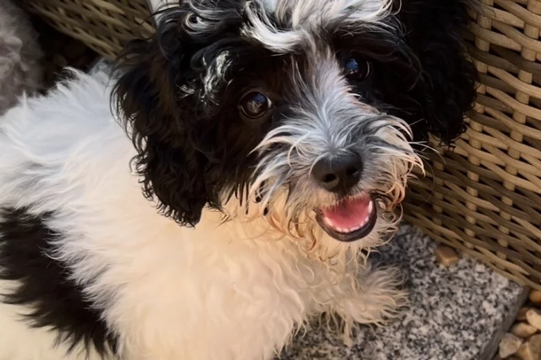 Maltipoo