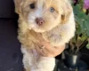 Maltipoo