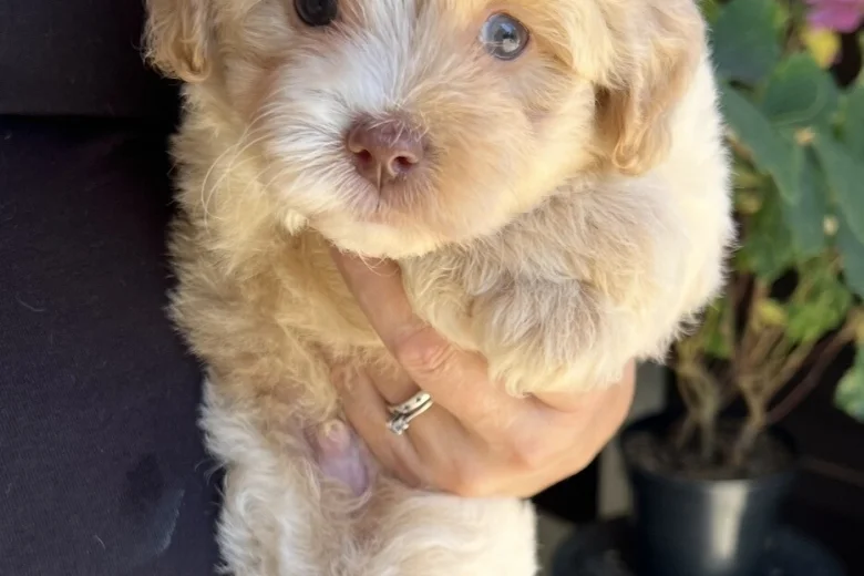 Maltipoo