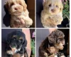 Maltipoo
