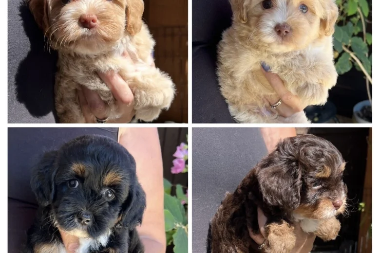 Maltipoo