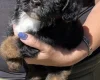 Maltipoo