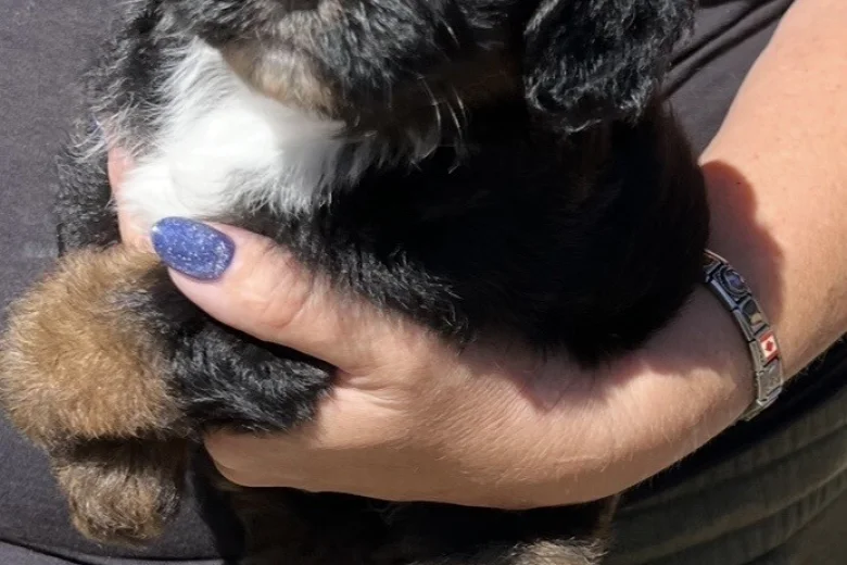 Maltipoo
