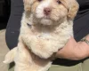Maltipoo