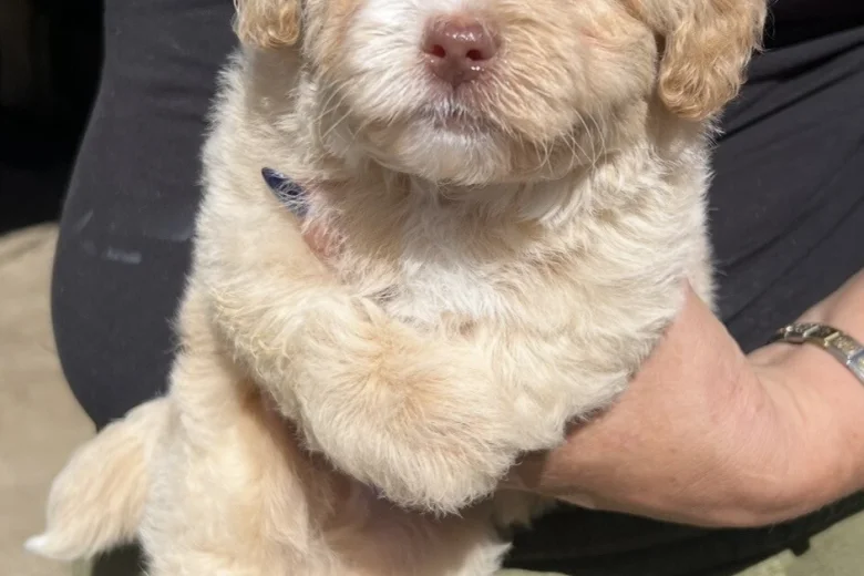 Maltipoo
