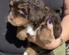 Maltipoo