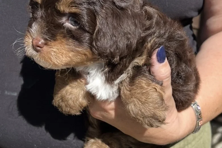 Maltipoo