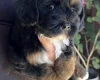 Maltipoo