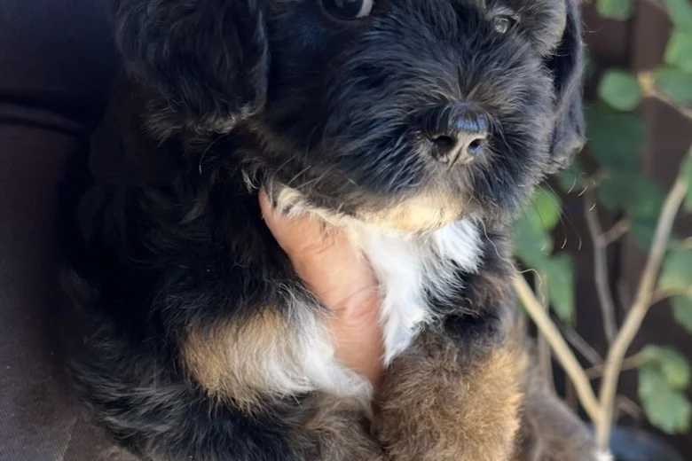 Maltipoo