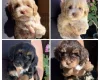 Maltipoo