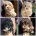 Maltipoo