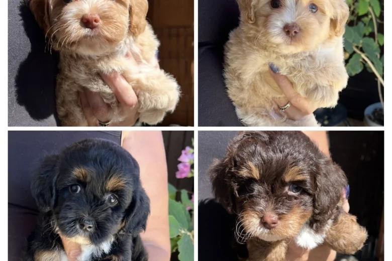Maltipoo