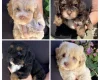 Maltipoo
