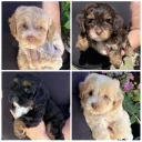 Maltipoo