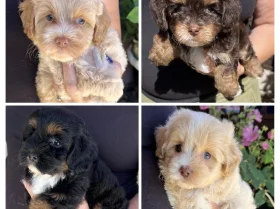 Maltipoo