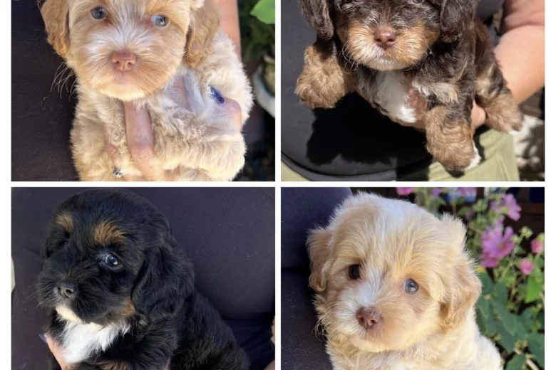 Maltipoo