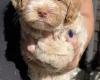 Maltipoo