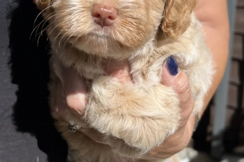 Maltipoo