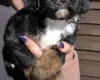 Maltipoo