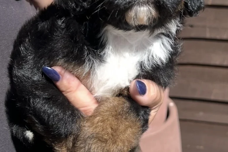 Maltipoo