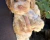 Maltipoo