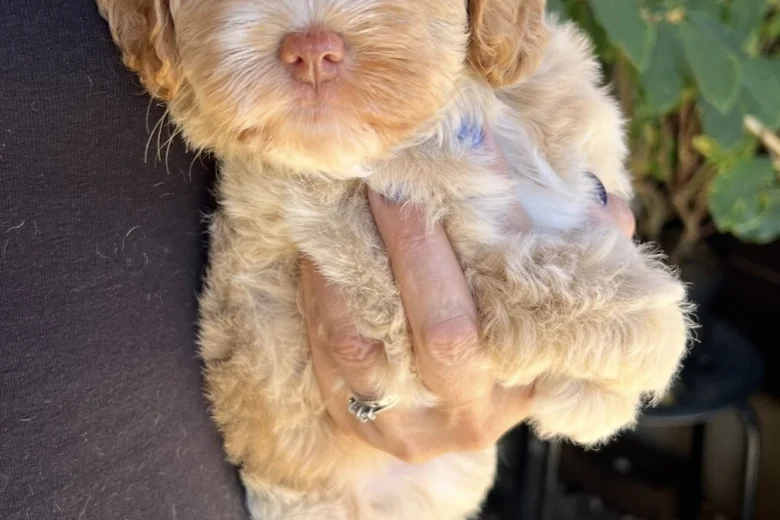 Maltipoo