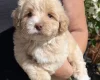Maltipoo