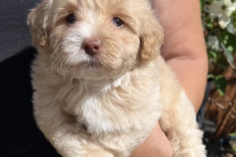 Maltipoo