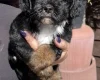 Maltipoo