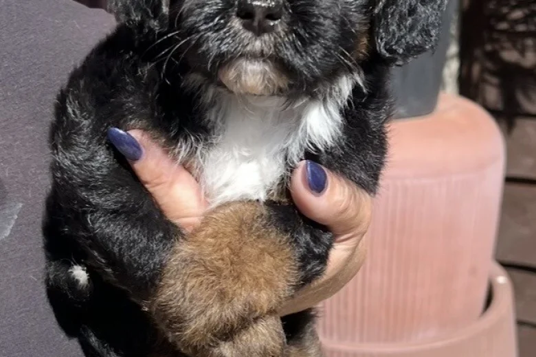 Maltipoo