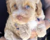 Maltipoo
