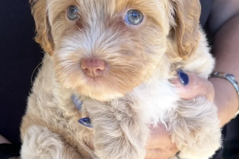 Maltipoo