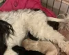Maltipoo