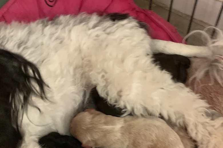 Maltipoo