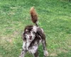 Maltipoo