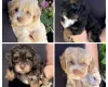 Maltipoo