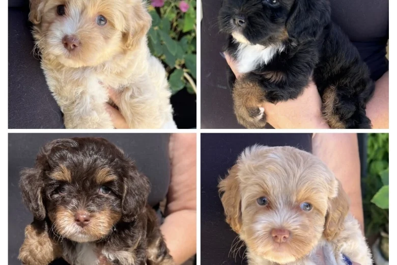 Maltipoo