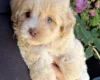 Maltipoo