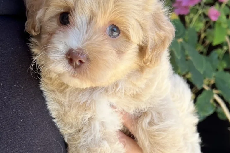 Maltipoo