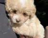 Maltipoo