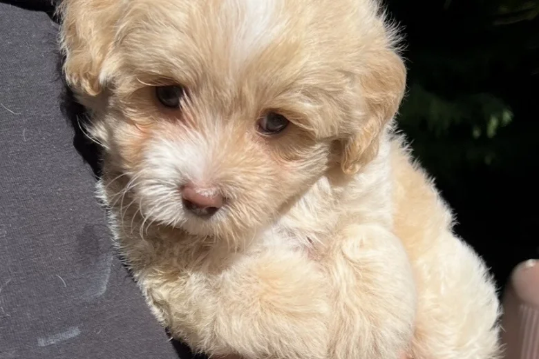 Maltipoo