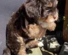 Maltipoo