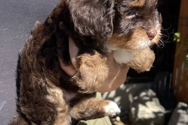 Maltipoo