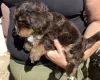 Maltipoo