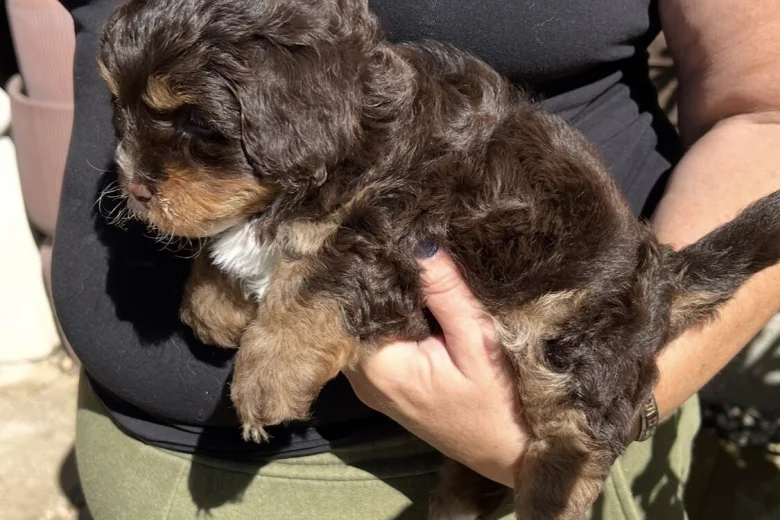 Maltipoo