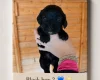 Cocker Spaniel (Working)
