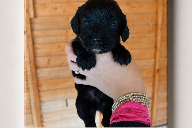 Cocker Spaniel (Working)