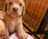 Cocker Spaniel (Working)